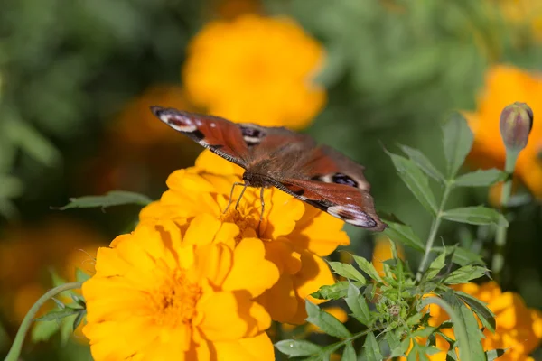 Farfalla da vicino — Foto Stock