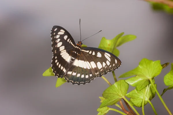 Papillon sur une branche verte gros plan — Photo