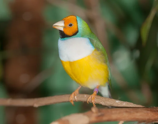 Close-up de aves tropicais — Fotografia de Stock