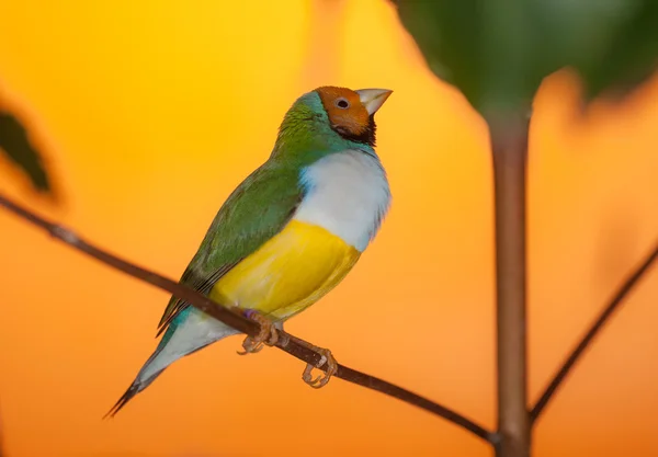 Heller Vogel aus nächster Nähe — Stockfoto