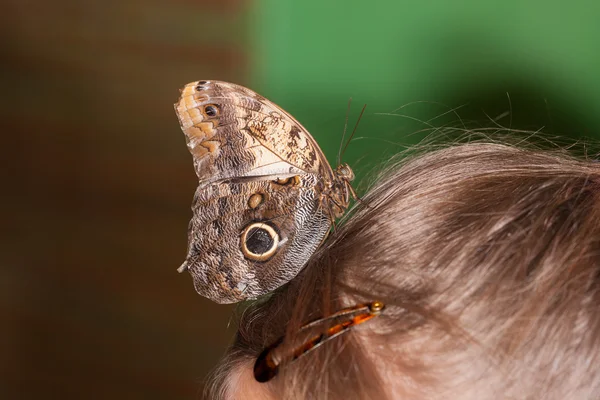 Motýl na hlavu — Stock fotografie