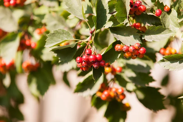 Weißdornzweige mit Beeren — Stockfoto