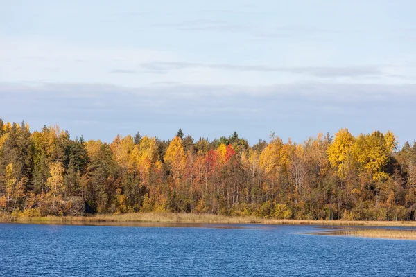 Bosque de otoño orilla del lago —  Fotos de Stock