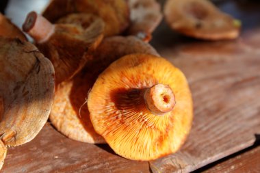 Safran süt kap portre