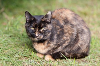 siyah ve kırmızı kedi closeup