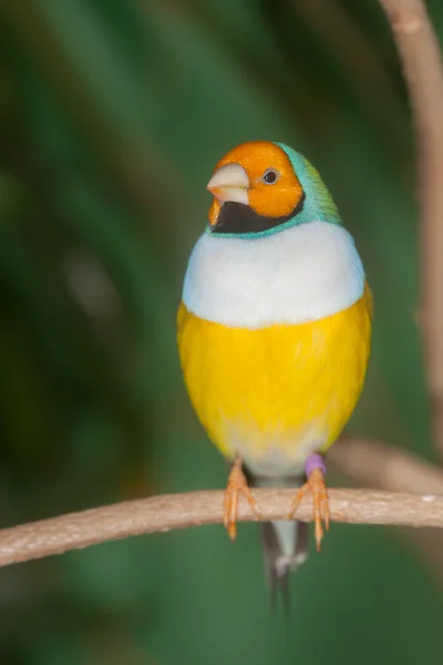 Pássaro tropical em um ramo — Fotografia de Stock