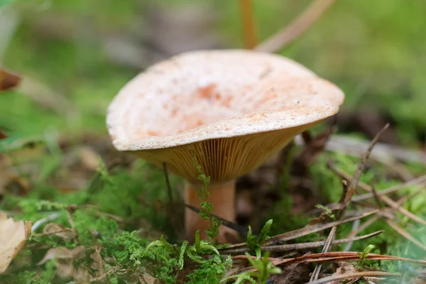 Šafránové mléko cap — Stock fotografie