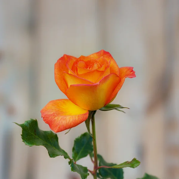 Rosa rossa e gialla — Foto Stock