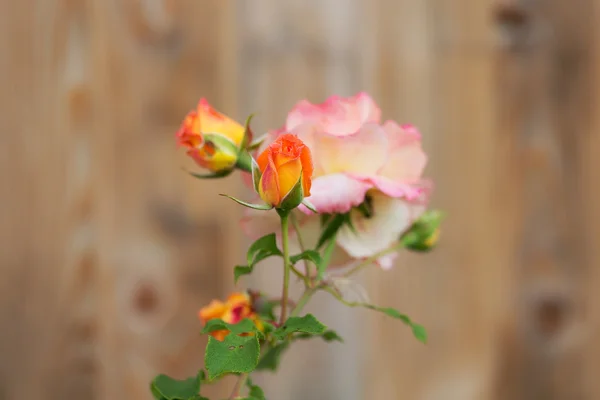 Blooming rose in the foreground — Stock Photo, Image