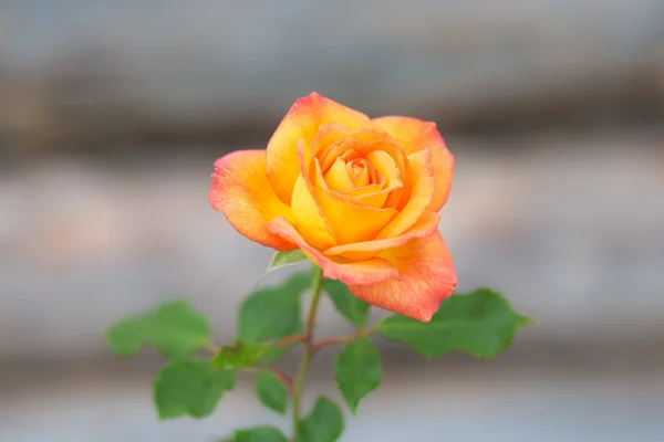 Czerwone i żółte Róża zbliżenie — Zdjęcie stockowe