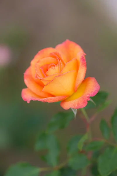 Hermosa rosa primer plano —  Fotos de Stock
