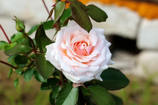 Kwitnąca róża w ogrodzie — Zdjęcie stockowe