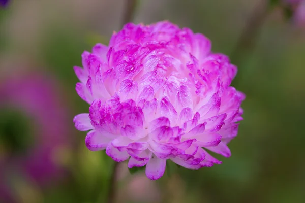 Aster close-up — Stockfoto