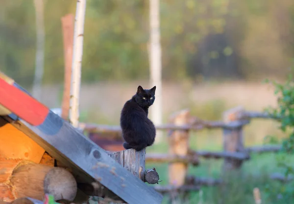 Gatto nero nel villaggio — Foto Stock
