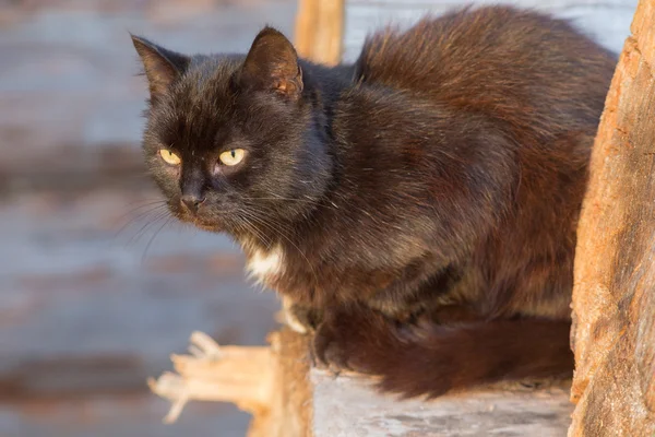 Schwarze Katze Nahaufnahme — Stockfoto