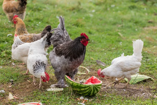 Henne und Hahn essen Wassermelone — Stockfoto