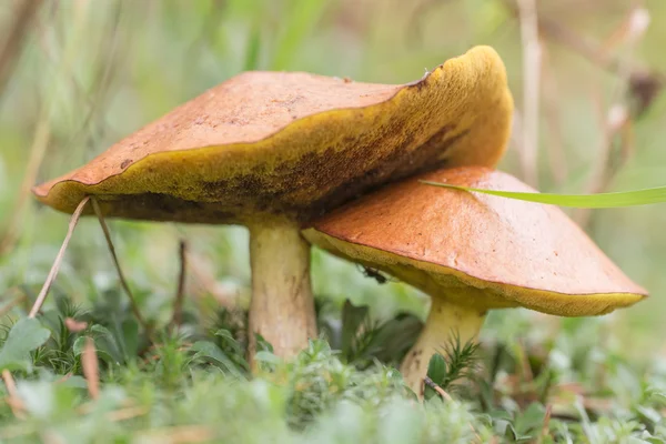 Dois suillus de perto — Fotografia de Stock