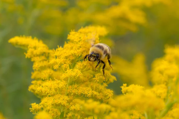 Bumblebee pollinating a yellow goldenrod — Stock Photo, Image