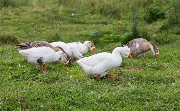 Pâturage des oies sur l'herbe verte — Photo