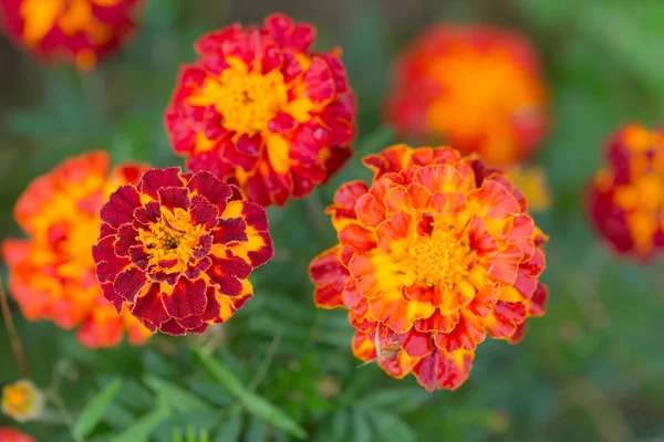 Marigold in garden — Stock Photo, Image