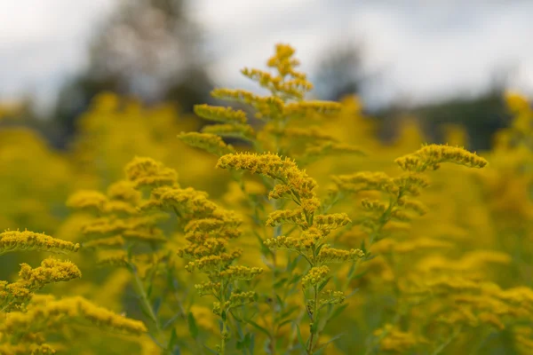 牧草地でセイタカアワダチソウの花 — ストック写真