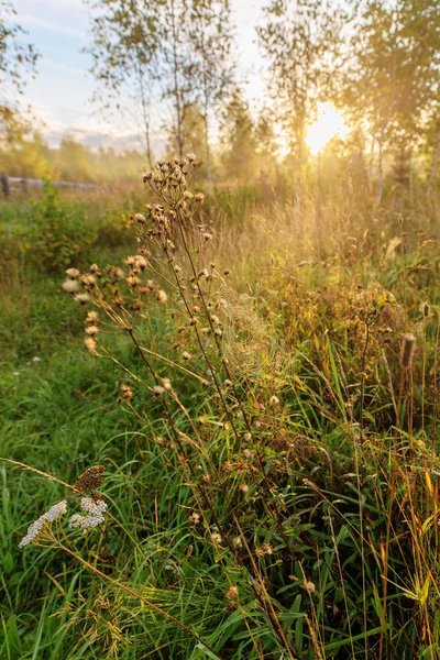 Landschap op weide — Stockfoto