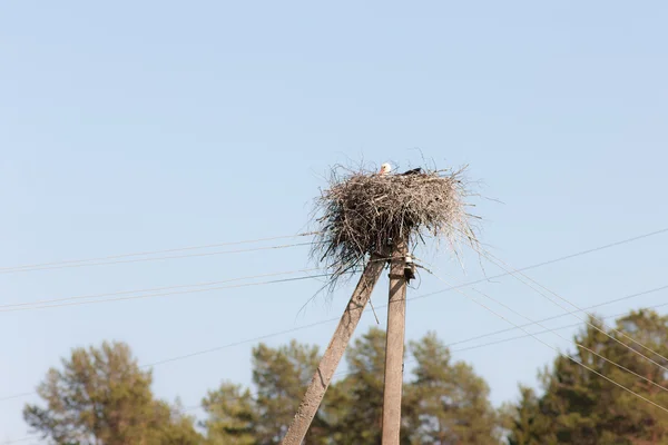 Гнездо с аистом — стоковое фото