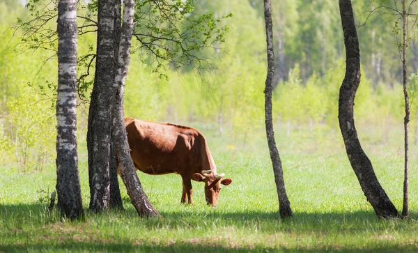 Mucca su prato verde — Foto Stock