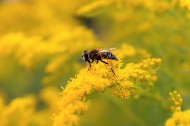 Altın Başak hoverfly pollinates