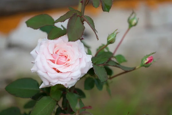 Rose in the garden closeup — Stock Photo, Image