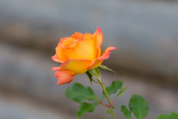 Rose in the foreground — Stock Photo, Image