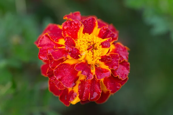 Marigold close up — Stock Photo, Image