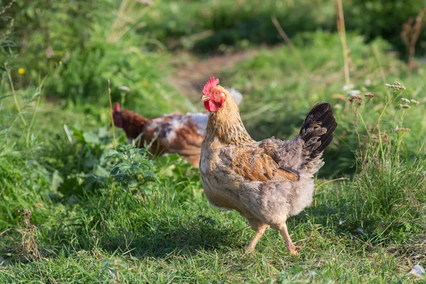 Braune Hühner im grünen Gras — Stockfoto