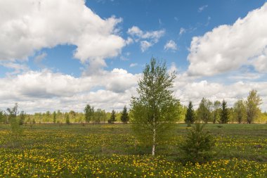 weiland met paardebloemen