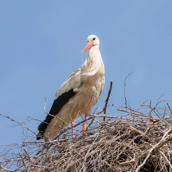 Porträtt av stork — Stockfoto