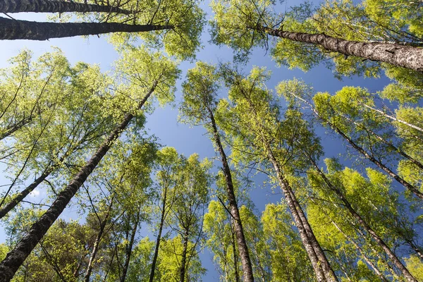 Crones of trees in spring — Stock Photo, Image