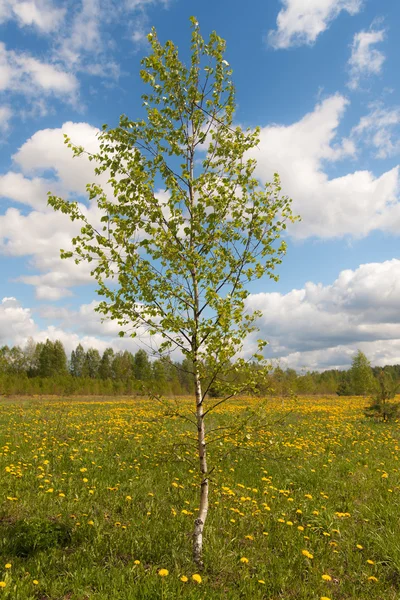 Birch on a spring meadow — Stock Photo, Image