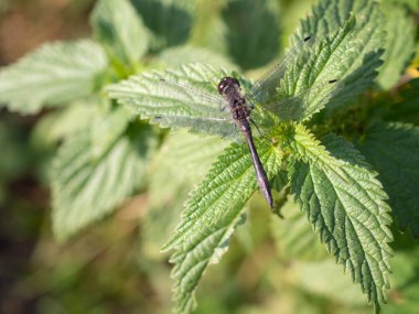 Yeşil yapraklar üzerinde siyah yusufçuk