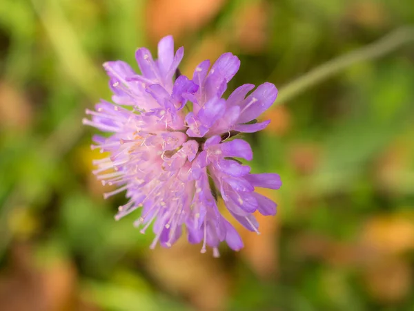 Purple Wildflower Close Autumn Day — Stock Photo, Image