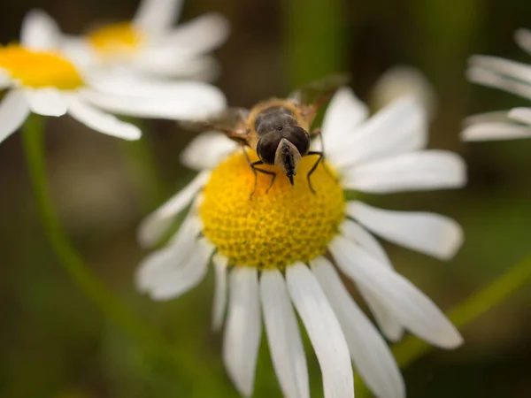 Hoverfly Blooming Daisy Close — Stock Photo, Image