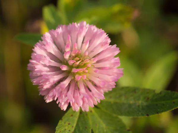 Roze Klaver Voorgrond Close — Stockfoto