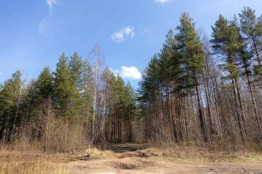 İlkbahar günü ormandaki manzara