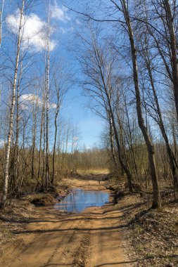 İlkbahar günü orman yolu manzarası