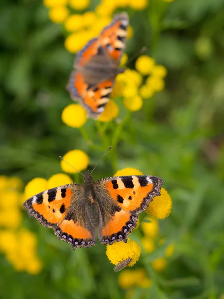 Dos Mariposa Brillante Flores Tanaceto Cerca — Foto de Stock