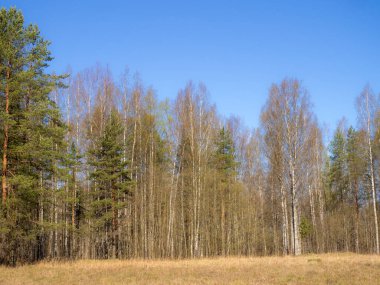 Baharda güneşli bir günde ormandaki manzara