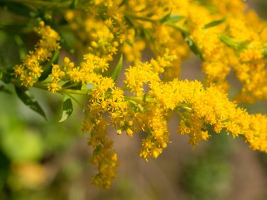 Güneşli bir günde açan altın dallar