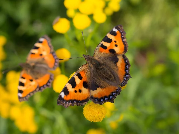 Deux Papillon Lumineux Sur Les Fleurs Tanaisie Gros Plan — Photo