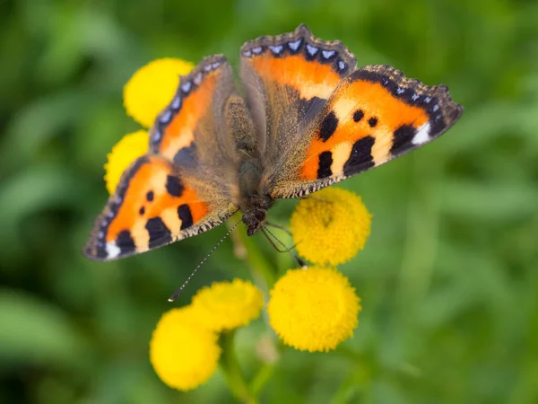 Papillon Lumineux Sur Les Fleurs Tanaisie Gros Plan — Photo
