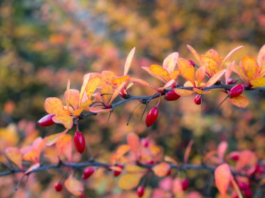 Sonbaharda kırmızı böğürtlen dalları