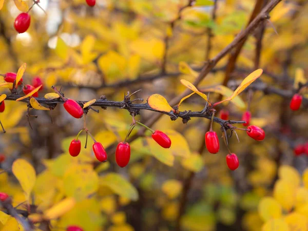 Branch Barberry Red Berries Autumn — Stock Photo, Image